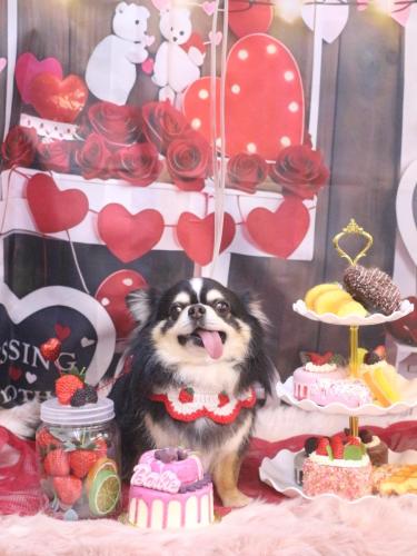 20250228ごまくん